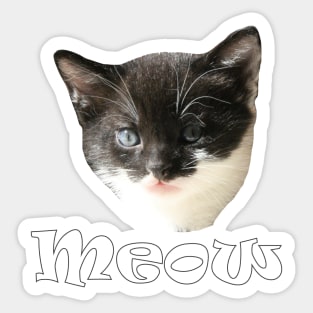 Funny Cute Cats Kittens Meow Sticker